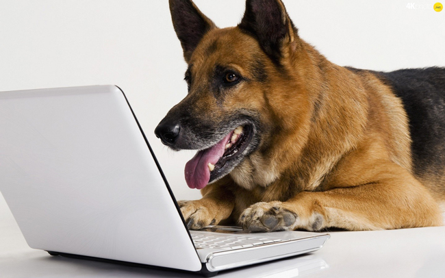 Transfer of ownership of a dog can be done online (Photo: annaspyrka)