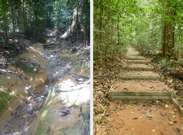 Bukit Timah Nature Reserve Reopens Mnd Link Ministry Of National Development