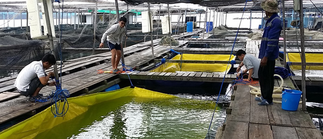 Farmers working to deploy canvas bags to create a simple closed containment unit, which can be used during plankton blooms to safeguard fish stock.