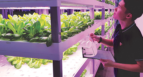 Jing Ren inspects an indoor vegetable farm